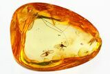 Detailed Fossil Crane Fly and Moth Flies in Baltic Amber #300700-1